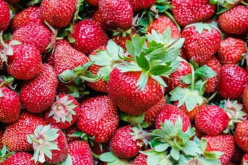 Strawberry healthy berry fruit ripe. juicy summer, many fresh berries close-up.