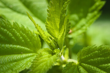 Young nettle leaves, spring plant.