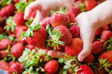 The child is holding ripe strawberries in his hands. Strawberry healthy berry fruit ripe. nature...