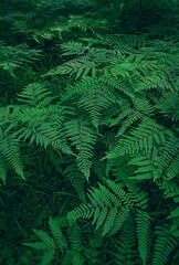Fototapeta na wymiar Green fern leaves on dark natural forest background. Beautiful wild plants leaves texture. fern - symbol of litha sabbath, sacred plant of wicca.