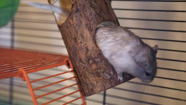 Domestic gray mongolian gerbil playing in wooden tunnel in cage, close up
