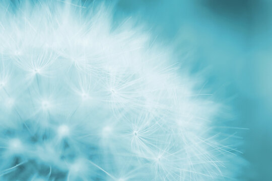 Dandelion blowball with seeds close-up. Summer floral background. Airy and fluffy wallpaper. Light blue tinted backdrop. Dandelion fluff wallpaper. Macro © Deacon docs