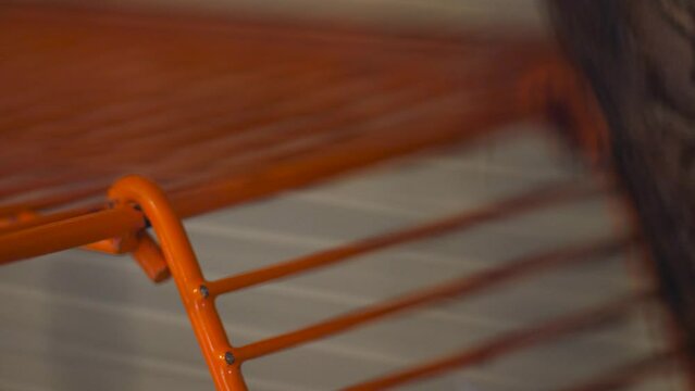Close up view of domestic gray mongolian gerbil in orange cage