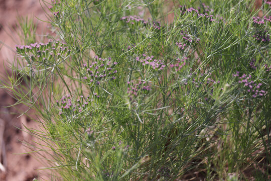 Zira, cumin: plant,unripped cumin Seeds and Jeera or zira plants,Agriculture of cumin seed,Cumin cultivation and plants