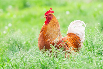 A rooster and a free-range chicken on the grass in the countryside.