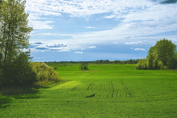 A Vibrant Green Field in the Spring