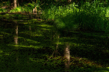 Lake with duckweeds floating on top