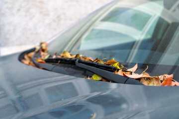 Close-up of orange, yellow leaves on the hood of the car in the hole for windshield wipers - obrazy, fototapety, plakaty