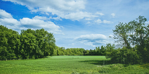 A Vibrant Green Field in the Spring