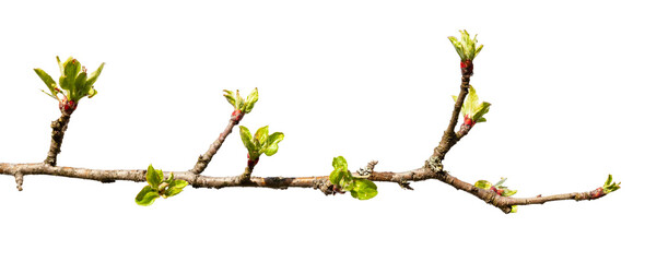 Branch with green leaves cut out on a white background.