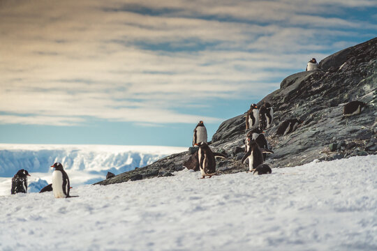 Penguins in Antarctica. Port Lockroy