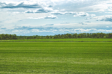A Vibrant Green Field in the Spring