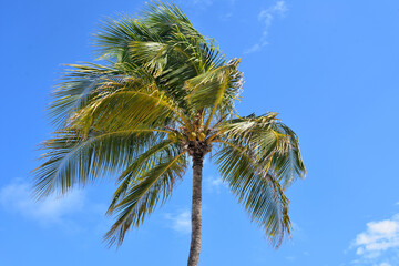 Fototapeta premium Coconut Palm Tree Blowing in the Wind