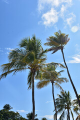 Tropical Palm Tree Towering Up to the Skies