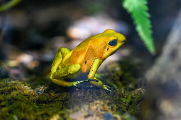 Golden poison dart frog (Phyllobates terribilis). Tropical frog living in South America.