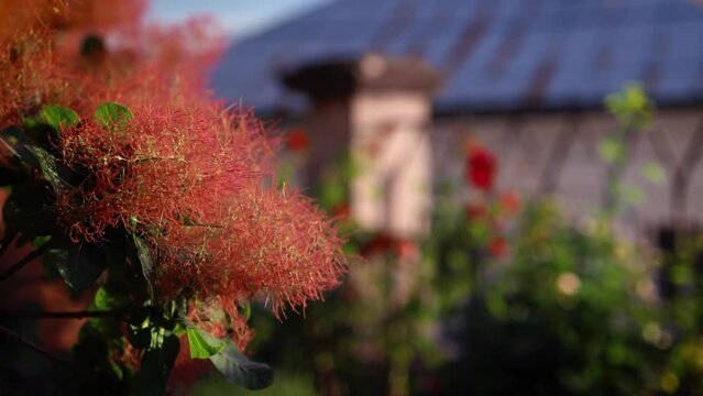 Smoke bush, Cotinus coggygria with beautiful smokey plumes in flower clusters in urban summer garden