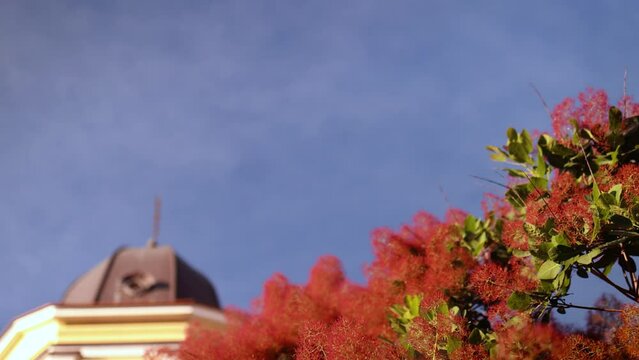 Smoke bush, Cotinus coggygria with beautiful smokey plumes in flower clusters in old summer garden