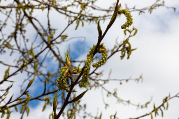 Dry bare tree branches on a background of blue sky
