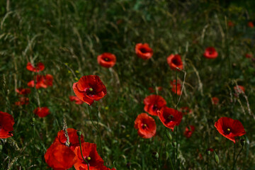 Mohnblumen auf grüner Wiese im Sonnenlicht