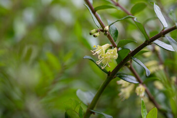 close-up of small white honeysuckle flowers in May, Box-leaved honeysuckle branch - Latin name - Lonicera ligustrina var. pileata Lonicera pileata