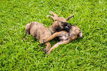 Fototapeta premium Happy cute puppy playing at the colorful green garden lawn at the park. animal theme