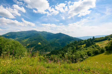 mountain landscape on a sunny day. summer vacation in carpathian countryside. grassy meadows and forests on rolling hills beneath a blue sky