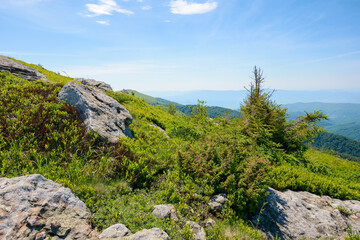 mountain scenery in summer. tree and stones on the grassy hill. sunny forenoon. view in to the distant valley. tourism and vacation season