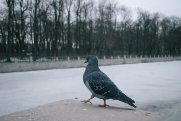 Pigeon in winter