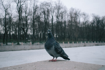 City pigeon