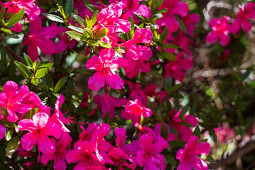 鮮やかなピンク色のサツキ