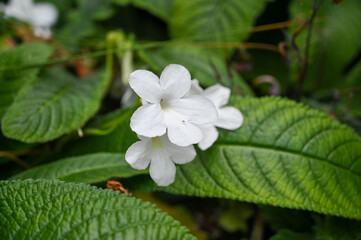 Beautiful White Flowers Plant in Garden