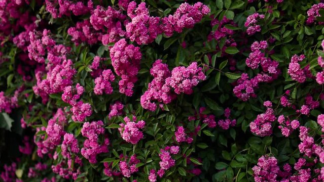 abundant bloom of pink climbing rose plant. flower background
