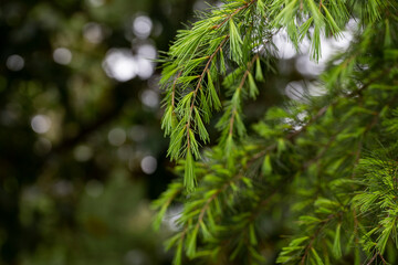 Chamaecyparis obtusa Japanese cypress, hinoki cypress or hinoki
