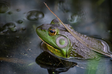 Close up of a frog sitting in the water
