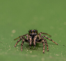 Detailed macro close up of a very tiny female jumping spider