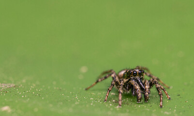 Detailed macro close up of a very tiny female jumping spider