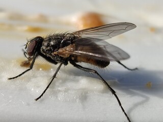 Close up of a fly