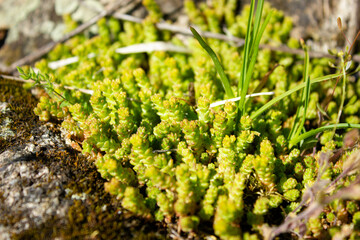 Green moss on stones. Natural moss. Types of green moss.