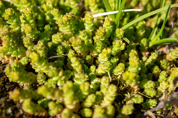 Green moss on stones. Natural moss. Types of green moss.