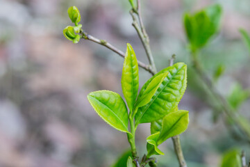 Closeup, Top of Green tea leaf in the morning, tea plantation, blurred background.