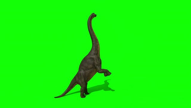 Brachiosaurus Dinosaur full body view reaching, walking. Closeup headshot tracking. Green screen animation. 3d Rendering.