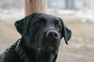 Black labrador