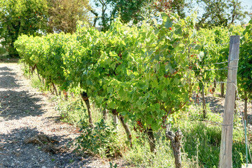 Fototapeta na wymiar Pieds de vignes en Charente-Maritime France