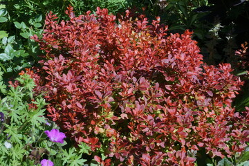 Dwarf barberry with purple–red leaves with a yellow rim Berberis thunbergii Admiration