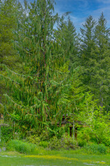 trees in the forest