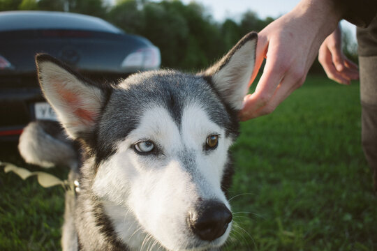 Siberian husky dog with different eyes