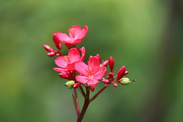 Obraz premium Jatropha integerrima, commonly known as peregrina or spicy jatropha, is a species of flowering plant in the spurge family, Euphorbiaceae, that is native to Cuba and Hispaniola.