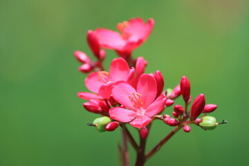 Obraz premium Jatropha integerrima, commonly known as peregrina or spicy jatropha, is a species of flowering plant in the spurge family, Euphorbiaceae, that is native to Cuba and Hispaniola.