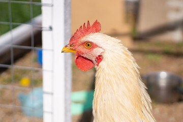 Closeup portrait of young  Lohmann Brown rooster looking around and walking outside on farm yard in summer