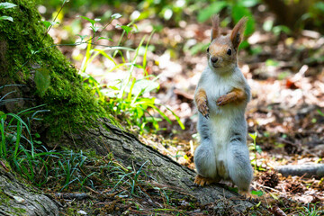 Squirrel close-up among autumn foliage in the forest